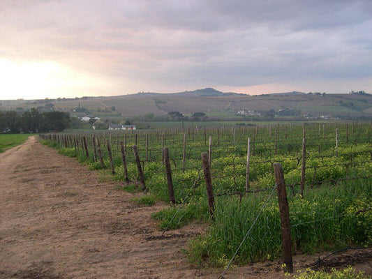 Klein Moerbei Stellenbosch Western Cape South Africa Field, Nature, Agriculture, Wine, Drink, Wine Glass, Glass, Drinking Accessoire