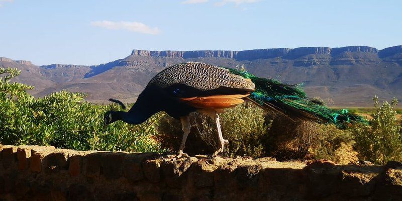 Kleinplasie Camping Site Calvinia Northern Cape South Africa Complementary Colors