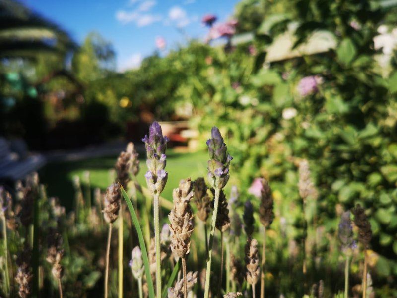 Kleinplasie Camping Site Calvinia Northern Cape South Africa Flower, Plant, Nature, Bokeh, Garden