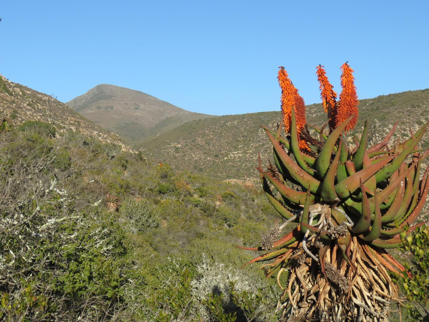 Kleinrivier Mountain Escapes Uitenhage Eastern Cape South Africa Complementary Colors, Cactus, Plant, Nature