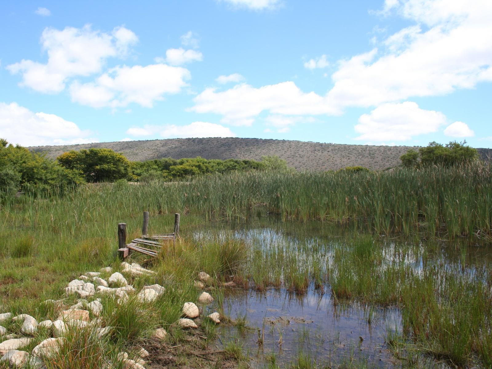 Kleinrivier Mountain Escapes Uitenhage Eastern Cape South Africa Complementary Colors, Nature