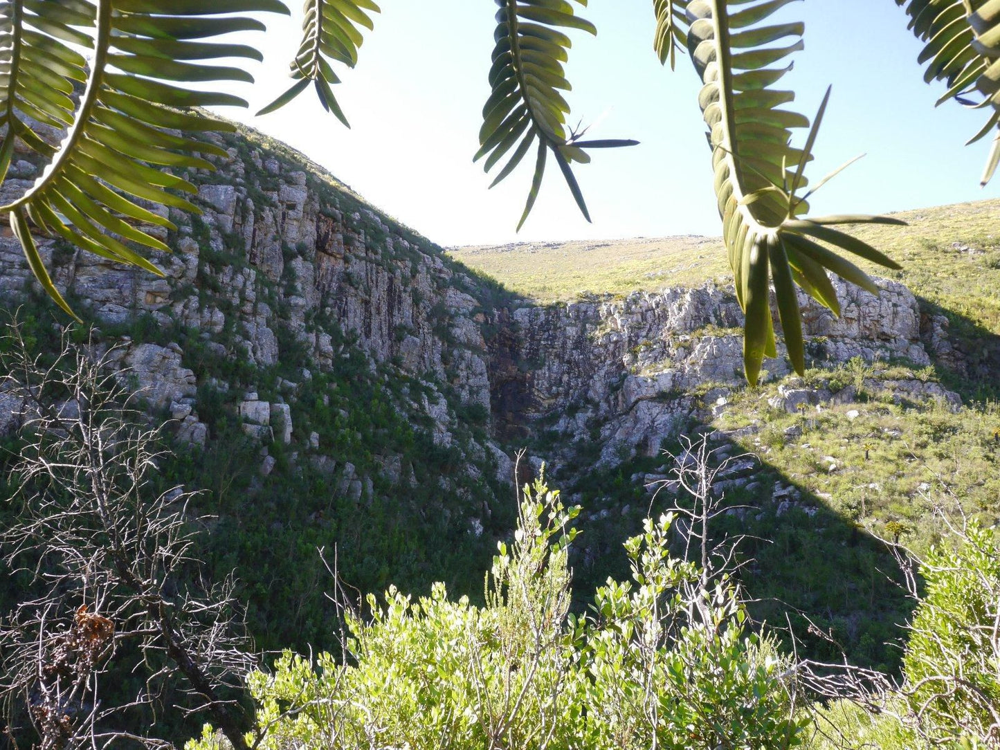 Kleinrivier Mountain Escapes Uitenhage Eastern Cape South Africa Plant, Nature