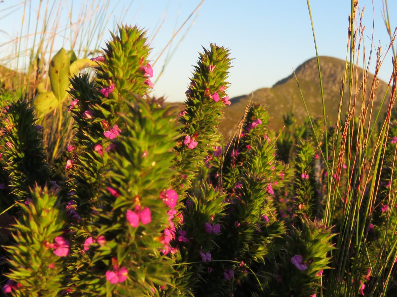 Kleinrivier Mountain Escapes Uitenhage Eastern Cape South Africa Plant, Nature