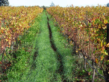 Klein Welmoed Guest House Stellenbosch Western Cape South Africa Field, Nature, Agriculture, Grape, Fruit, Food, Wine, Drink