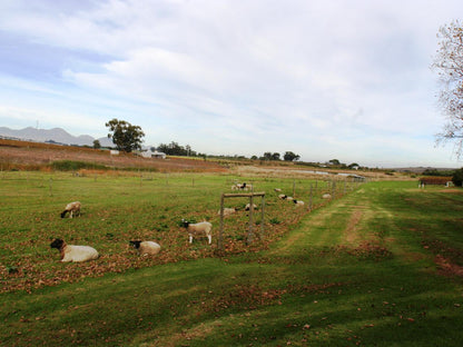 Klein Welmoed Guest House Stellenbosch Western Cape South Africa Complementary Colors, Field, Nature, Agriculture