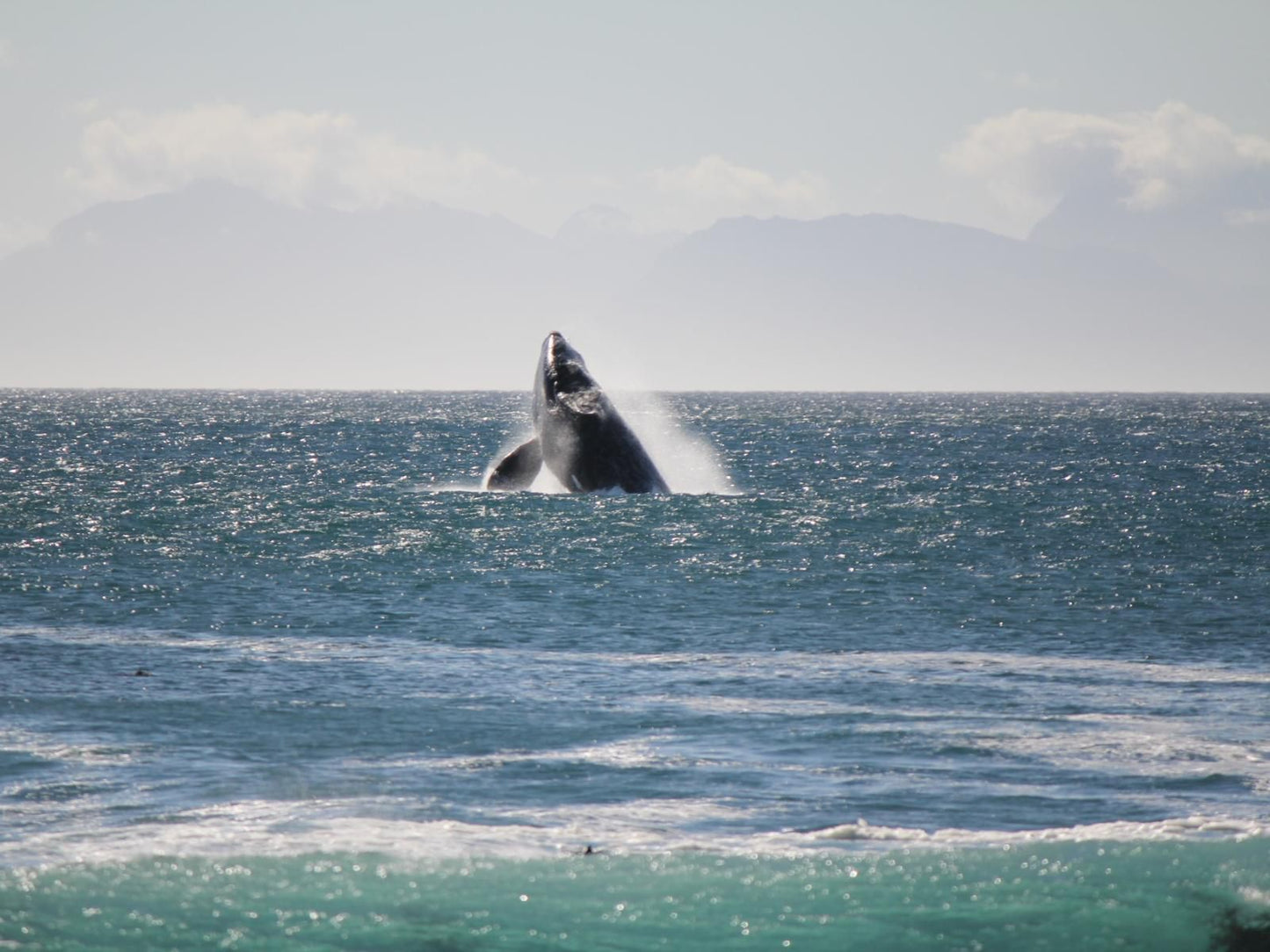 Kleinzee Oceanfront Guesthouse, Whale, Marine Animal, Animal, Ocean, Nature, Waters