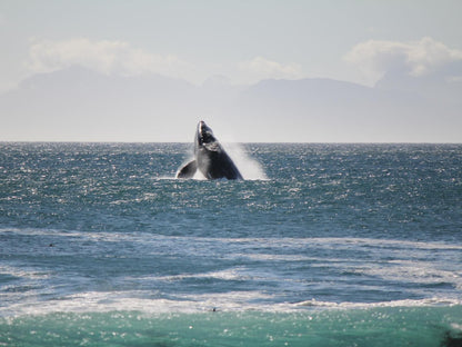 Kleinzee Oceanfront Guest House De Kelders Western Cape South Africa Whale, Marine Animal, Animal, Ocean, Nature, Waters