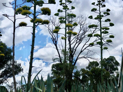 Klipfontein Farm House Molteno Eastern Cape South Africa Plant, Nature, Tree, Wood