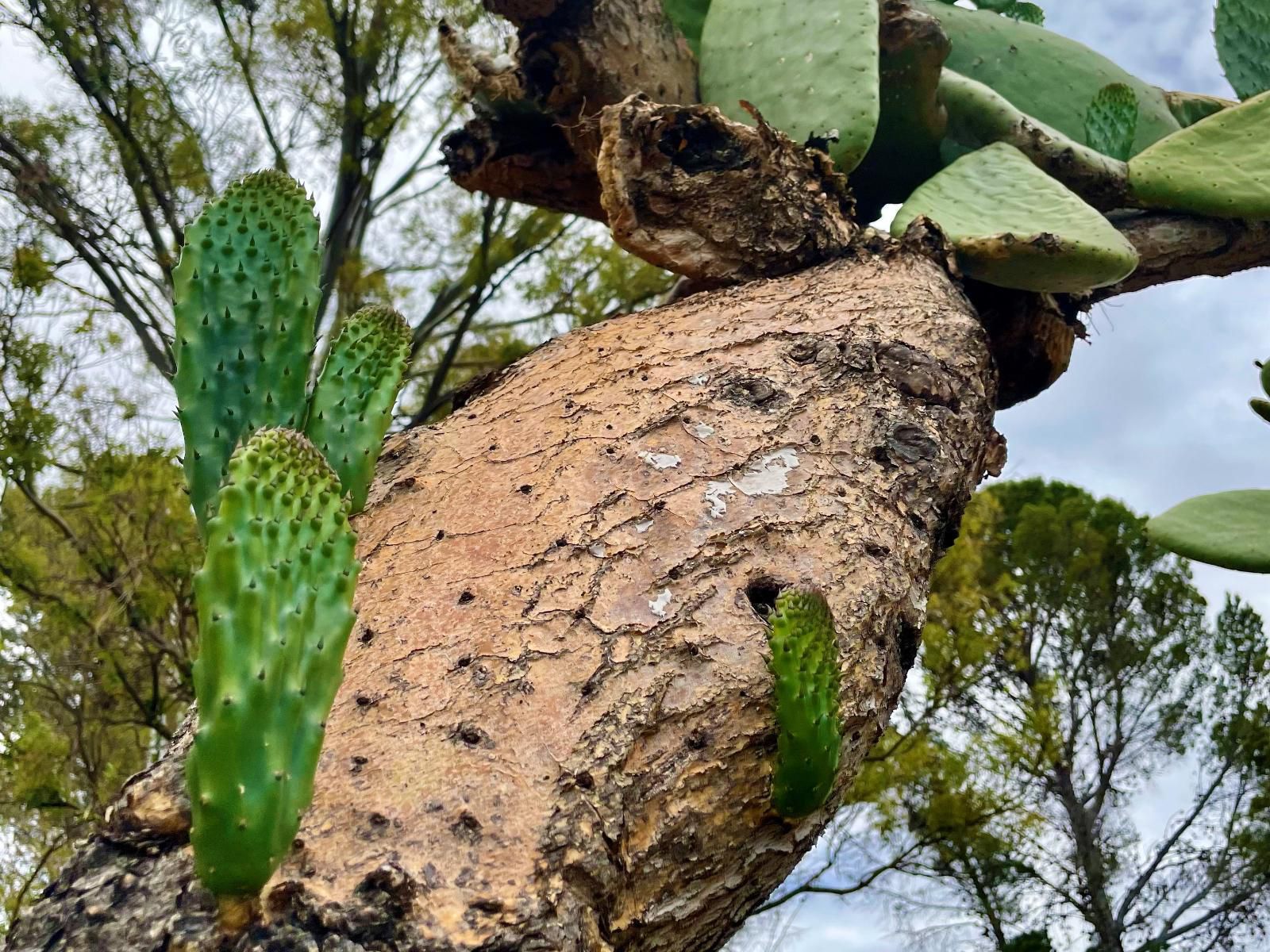 Klipfontein Farm House Molteno Eastern Cape South Africa Cactus, Plant, Nature