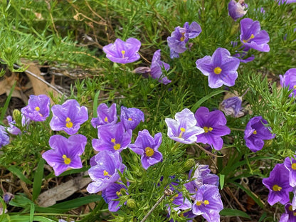 Klipfontein Farm House Molteno Eastern Cape South Africa Complementary Colors, Colorful, Flower, Plant, Nature