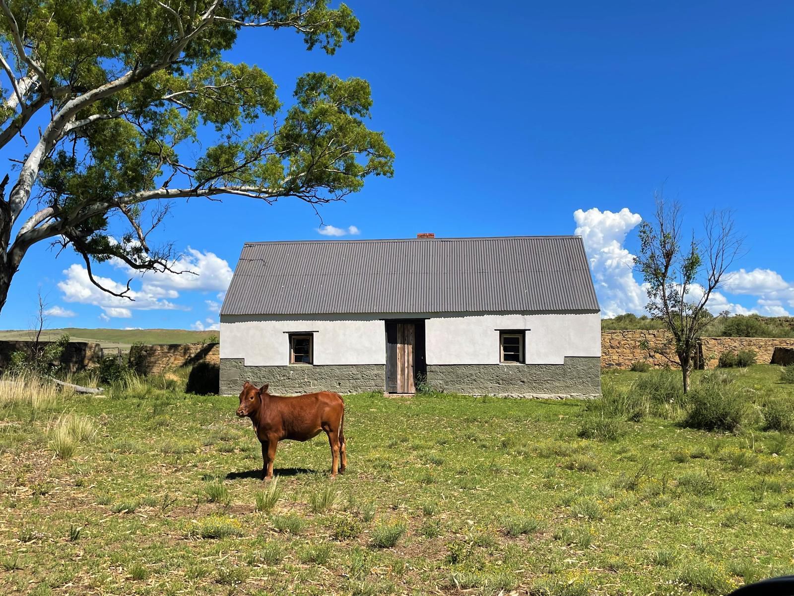 Klipfontein Farm House Molteno Eastern Cape South Africa Complementary Colors, Cow, Mammal, Animal, Agriculture, Farm Animal, Herbivore, Barn, Building, Architecture, Wood