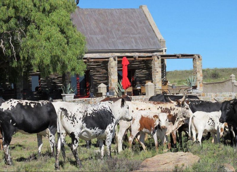 Kliphuis Sneeuberg Eastern Cape South Africa Cow, Mammal, Animal, Agriculture, Farm Animal, Herbivore