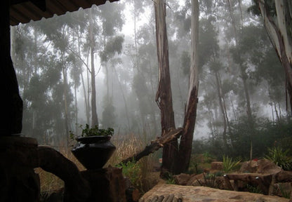 Kliphuisjes Dullstroom Mpumalanga South Africa Forest, Nature, Plant, Tree, Wood
