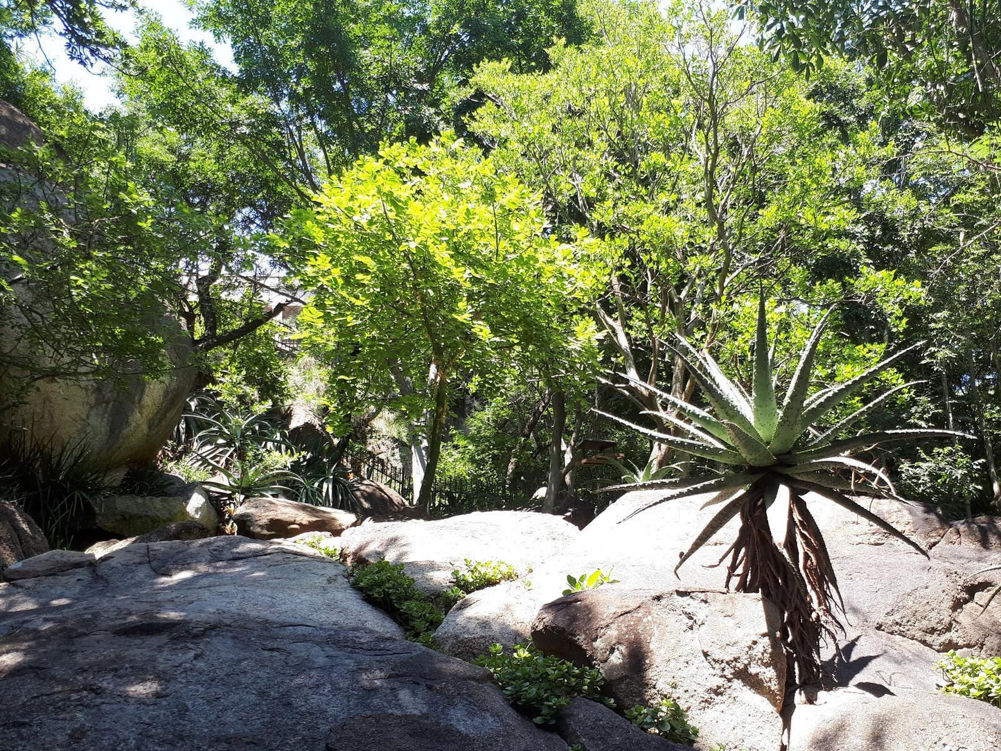 Klipkoppie Cottage Nelspruit Mpumalanga South Africa Plant, Nature, Tree, Wood