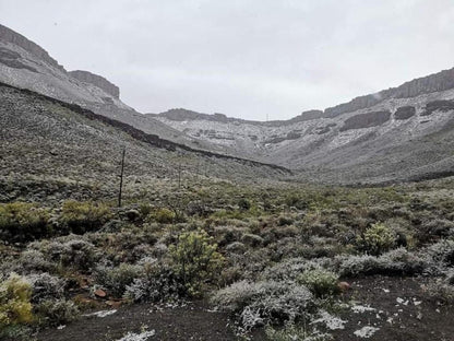 Klipwerf Self Catering And Camping Calvinia Northern Cape South Africa Cactus, Plant, Nature