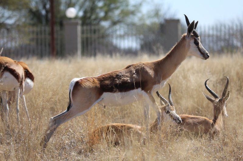 Klondike Guest Lodge Vryburg North West Province South Africa Animal