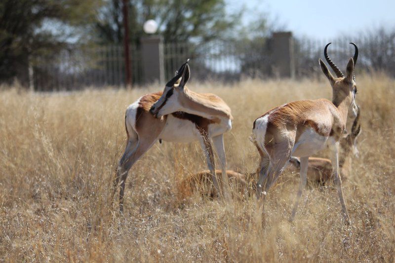 Klondike Guest Lodge Vryburg North West Province South Africa Bird, Animal