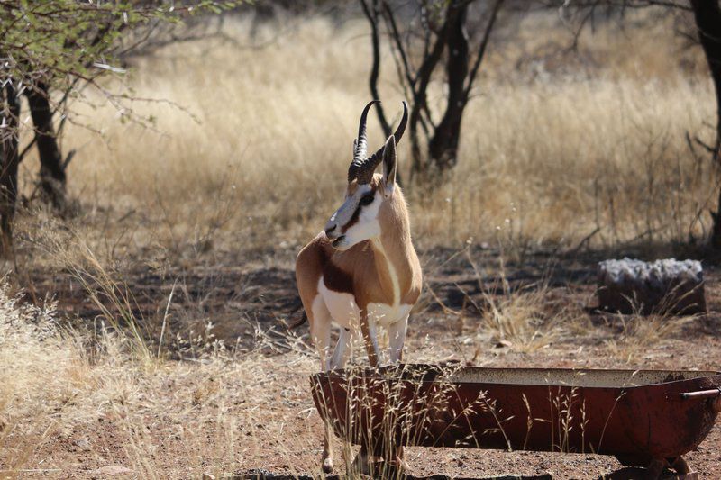 Klondike Guest Lodge Vryburg North West Province South Africa Animal