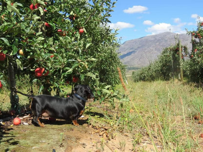 Klondyke Cherry Farm Ceres Western Cape South Africa Dog, Mammal, Animal, Pet, Tomato, Vegetable, Food