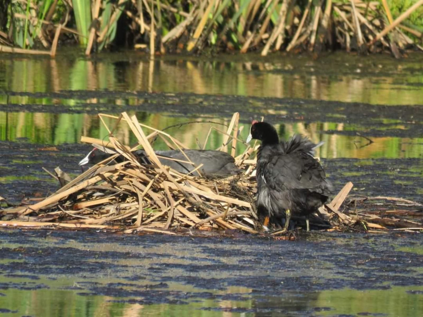 Klondyke Cherry Farm Ceres Western Cape South Africa Bird, Animal, River, Nature, Waters