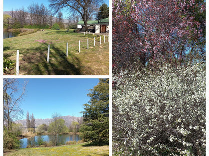 Klondyke Cherry Farm Ceres Western Cape South Africa Blossom, Plant, Nature, Garden