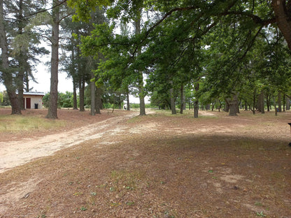 Campsite @ Klondyke Cherry Farm