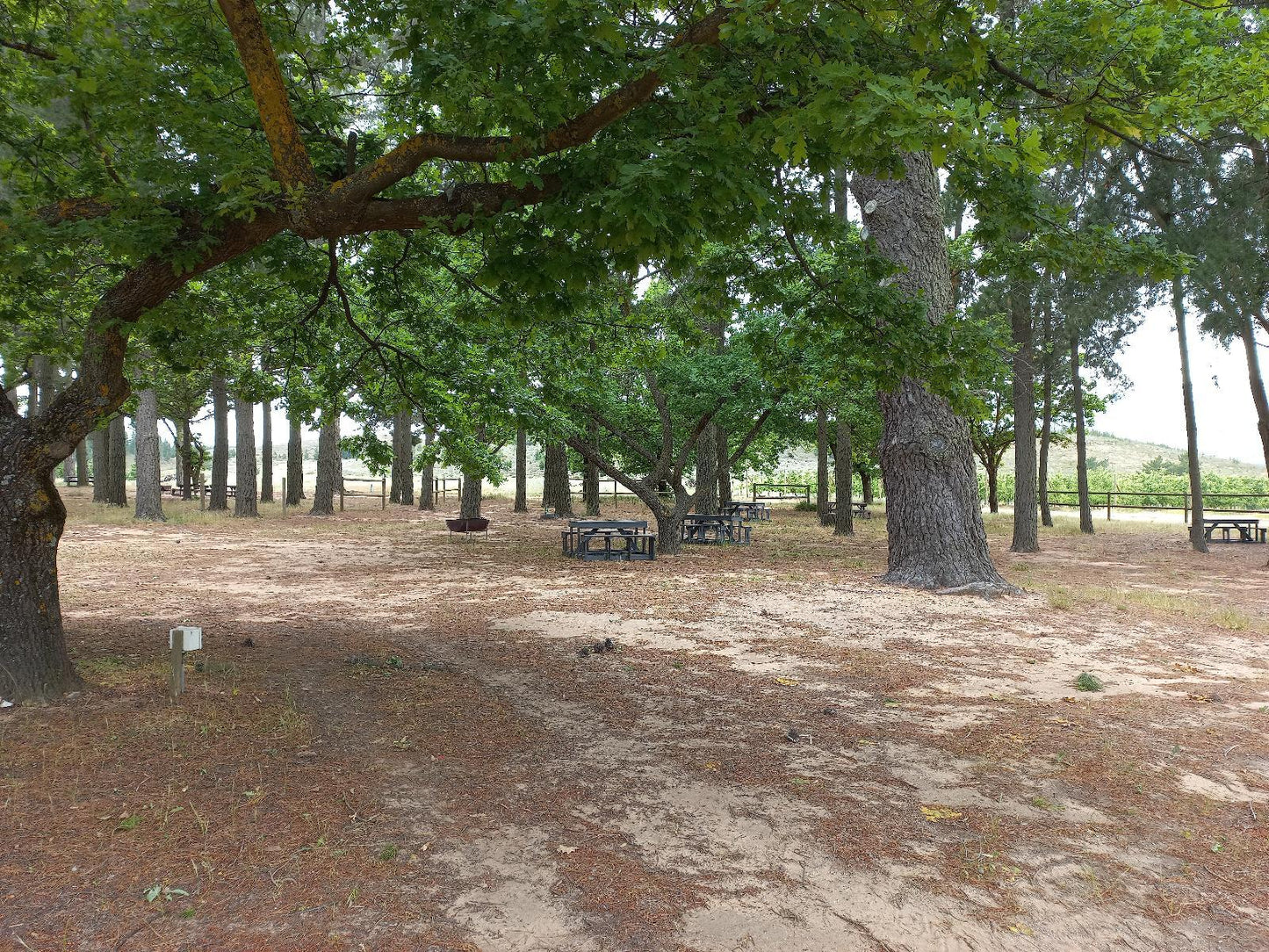 Campsite @ Klondyke Cherry Farm