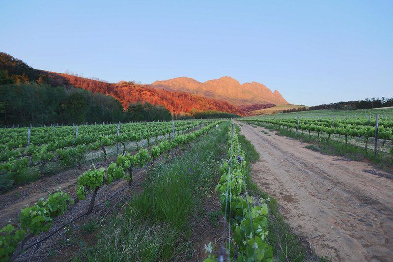 Knorhoek Guest House And Wines Stellenbosch Western Cape South Africa Field, Nature, Agriculture