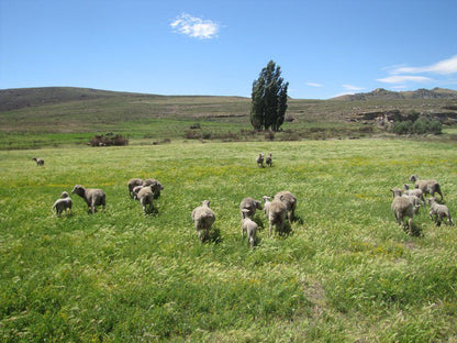 Knowsley Country Cottage Tarkastad Eastern Cape South Africa Complementary Colors, Animal