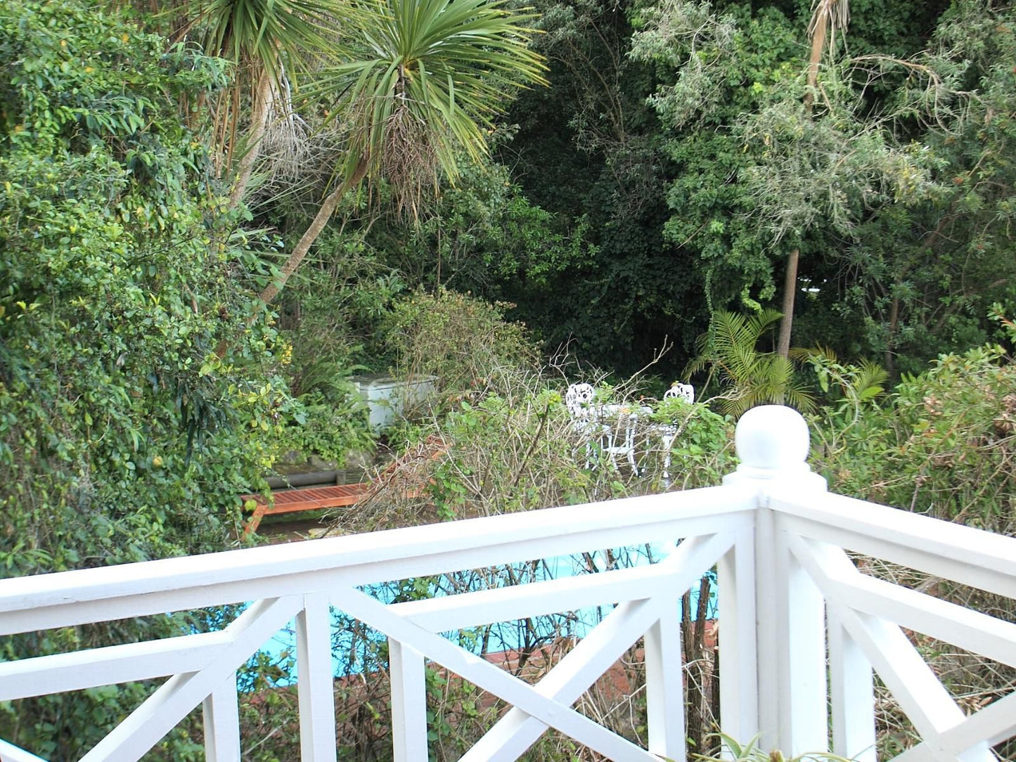 Knysna Yellowwood Lodge West Hill Knysna Western Cape South Africa Palm Tree, Plant, Nature, Wood, Garden