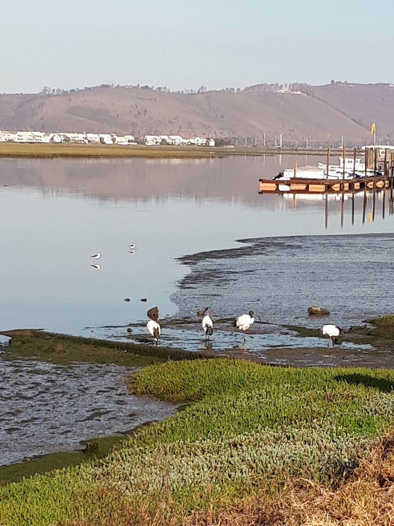 Knys N Nautical On Herons Way Old Place Knysna Western Cape South Africa Goose, Bird, Animal, Lake, Nature, Waters
