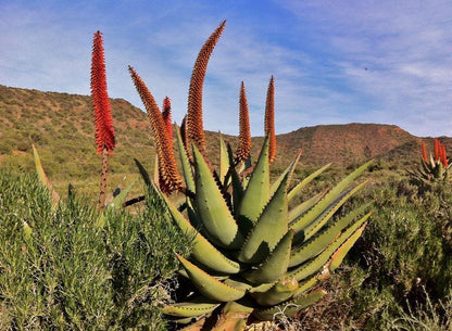 Koedoeskloof Guesthouse Ladismith Western Cape South Africa Complementary Colors, Cactus, Plant, Nature