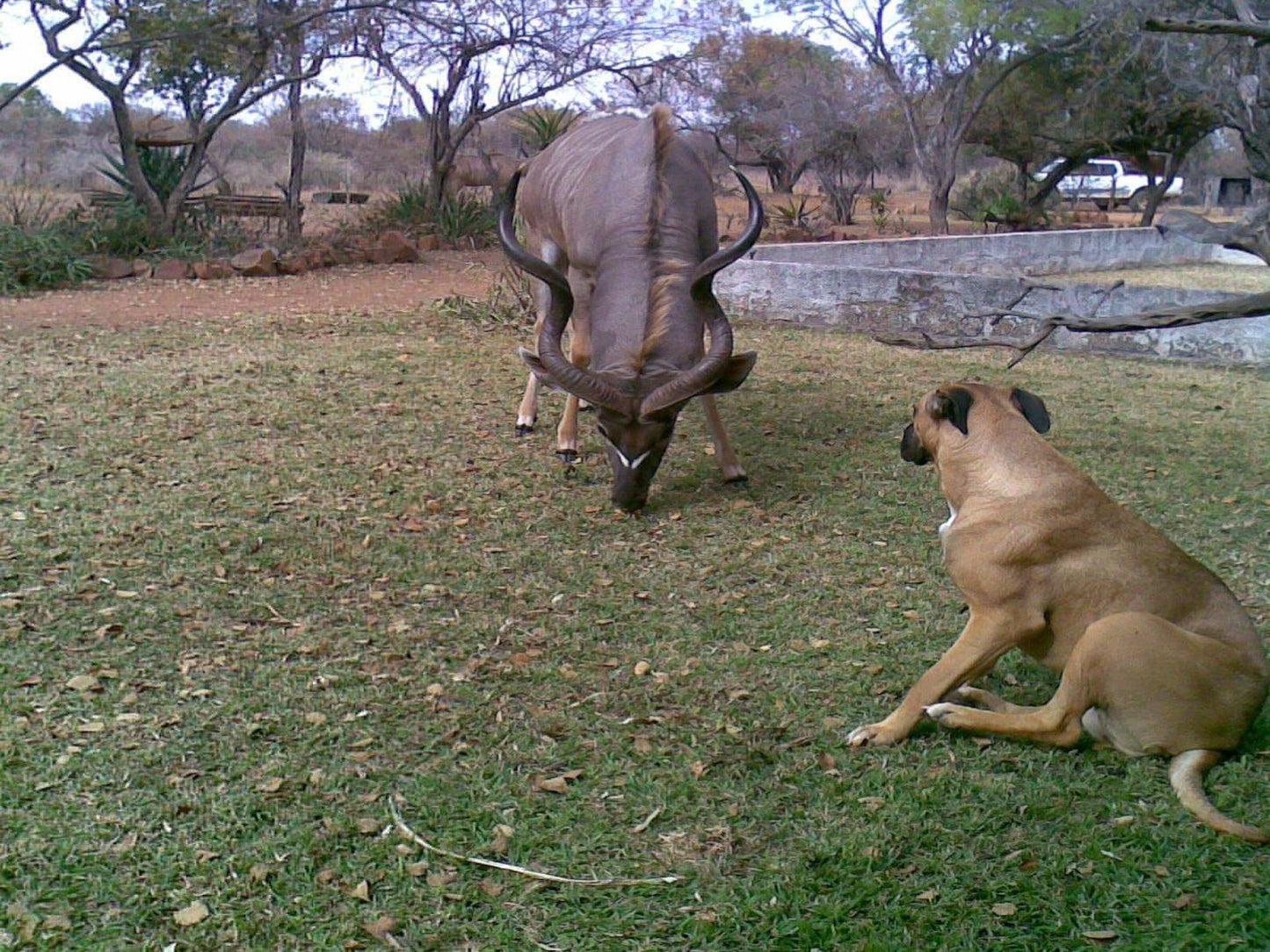 Koedoesrus Boskamp Dinokeng Game Reserve Gauteng South Africa Dog, Mammal, Animal, Pet, Rhino, Herbivore, Water Buffalo