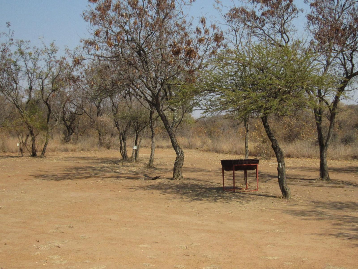 Koedoesrus Boskamp Dinokeng Game Reserve Gauteng South Africa Tree, Plant, Nature, Wood, Desert, Sand, Lowland