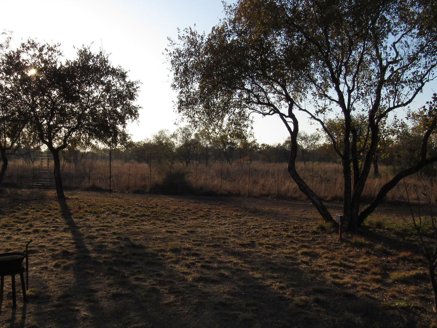 Koedoesrus Boskamp Dinokeng Game Reserve Gauteng South Africa Tree, Plant, Nature, Wood, Lowland