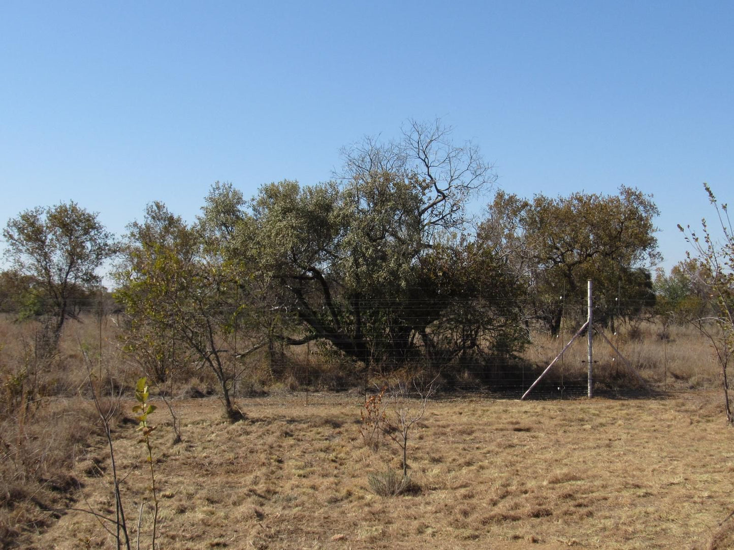 Koedoesrus Boskamp Dinokeng Game Reserve Gauteng South Africa Complementary Colors, Tree, Plant, Nature, Wood, Lowland