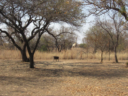 Koedoesrus Boskamp Dinokeng Game Reserve Gauteng South Africa Lowland, Nature