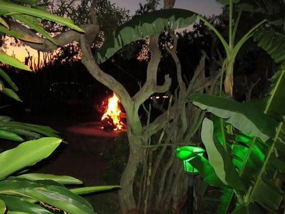 Koedoesrus Boskamp Dinokeng Game Reserve Gauteng South Africa Fire, Nature, Reptile, Animal, Tree, Plant, Wood