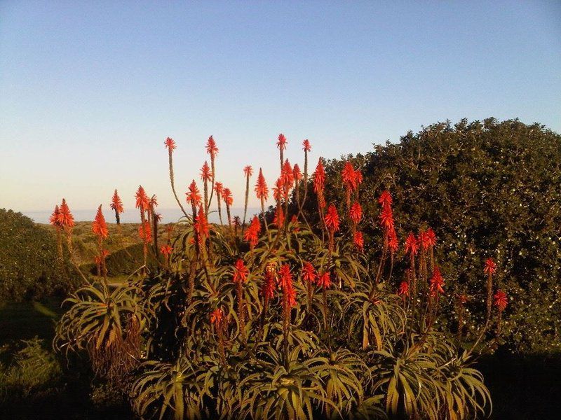 Koensrust Sea Farm Vermaaklikheid Western Cape South Africa Complementary Colors, Plant, Nature