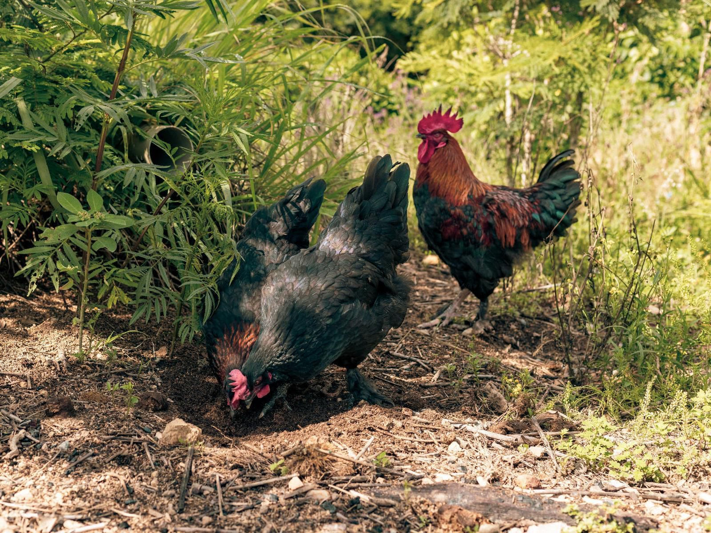 Kokiville Homestead, Chicken, Bird, Animal, Agriculture, Farm Animal