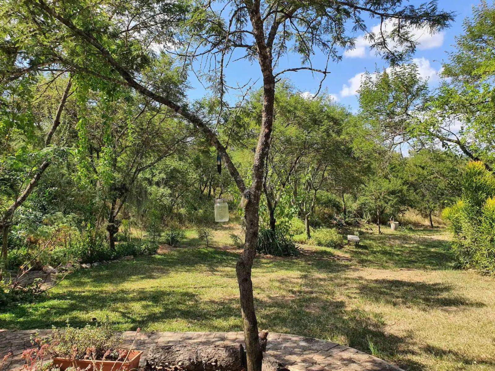 Kokiville Homestead, Forest, Nature, Plant, Tree, Wood