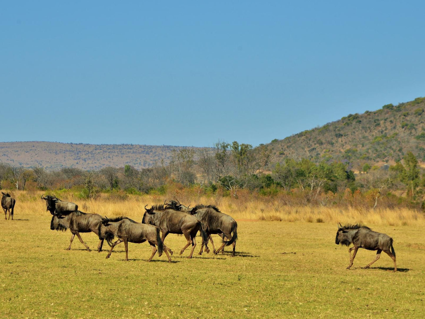 Kololo Game Reserve Vaalwater Limpopo Province South Africa Complementary Colors, Animal