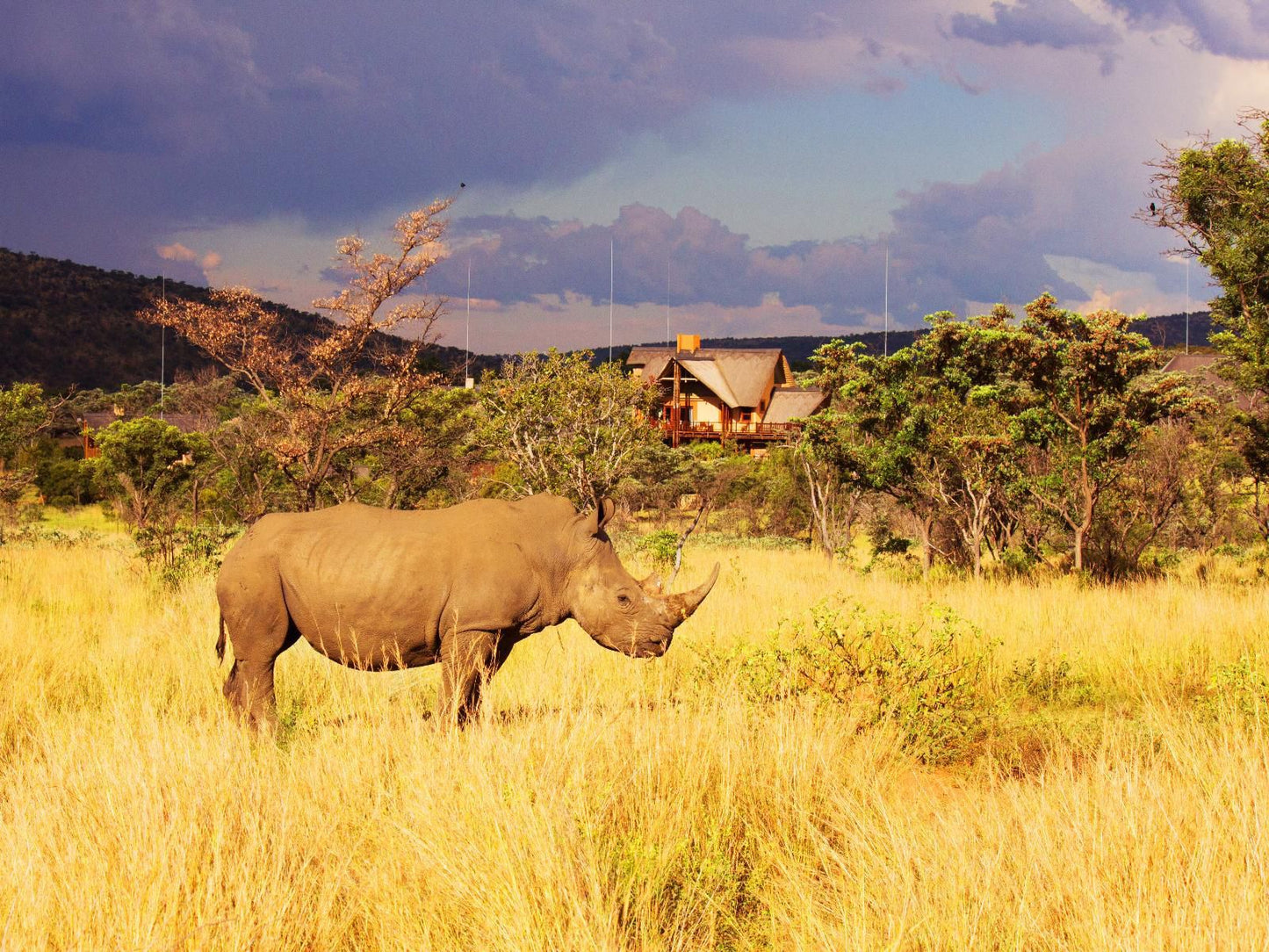 Kololo Game Reserve Vaalwater Limpopo Province South Africa Rhino, Mammal, Animal, Herbivore