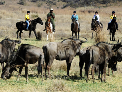 Komati Gorge Lodge, Horse, Mammal, Animal, Herbivore, Person