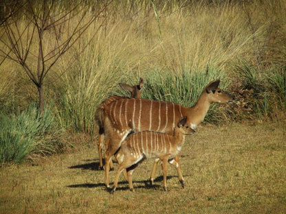 Komati Gorge Lodge, Sepia Tones, Animal