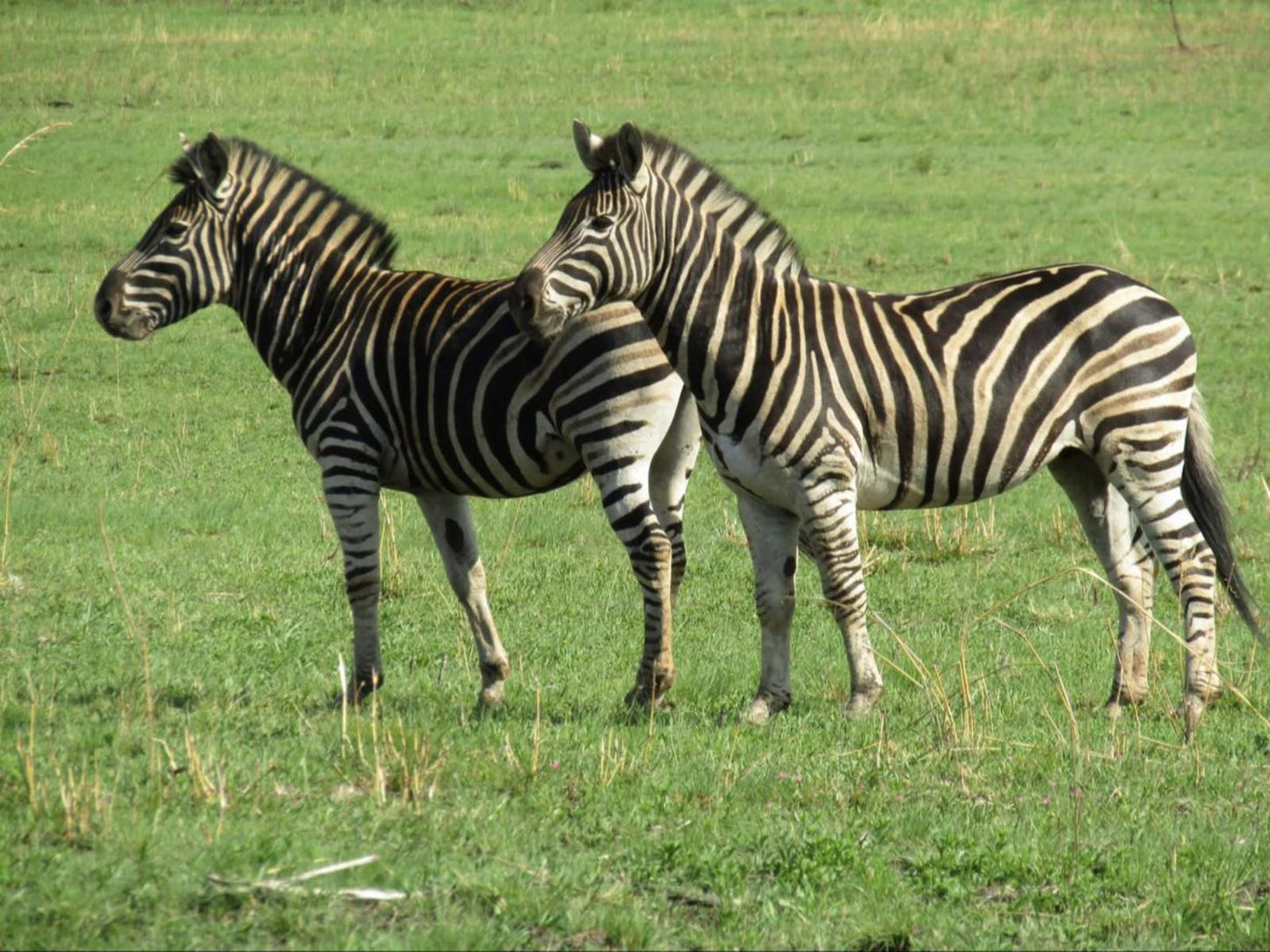 Komati Gorge Lodge, Zebra, Mammal, Animal, Herbivore