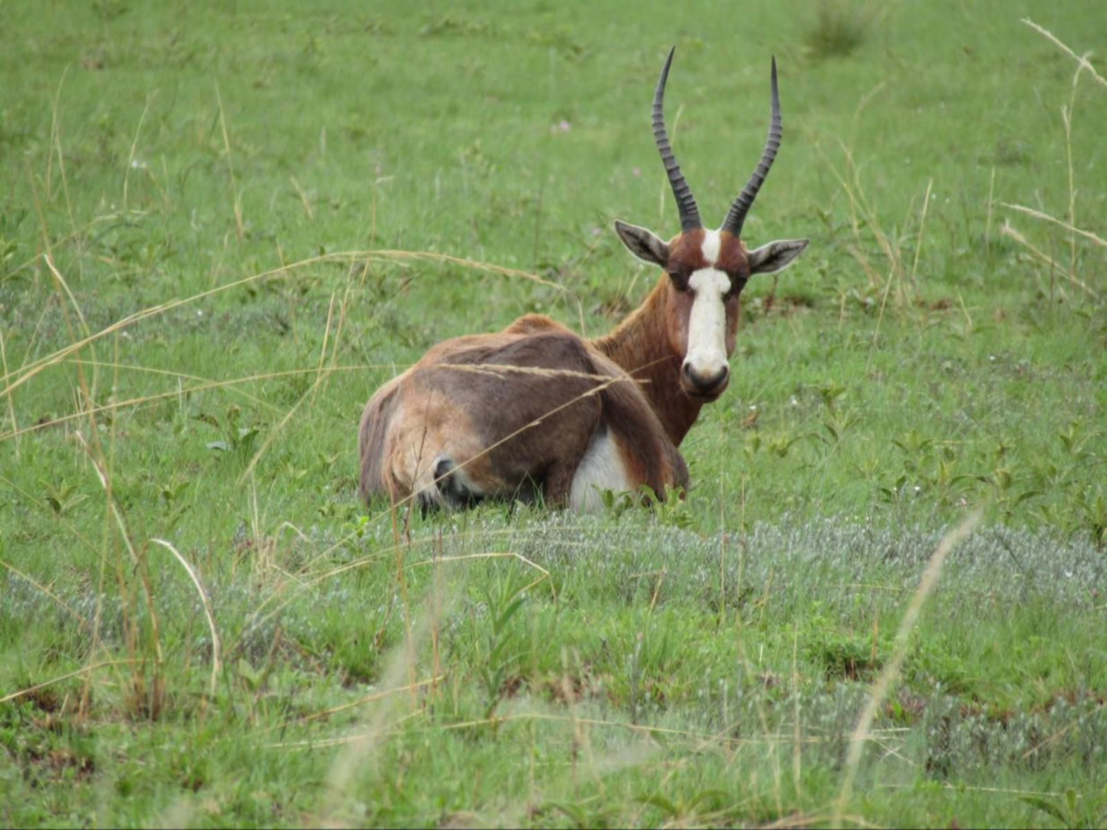 Komati Gorge Lodge, Animal