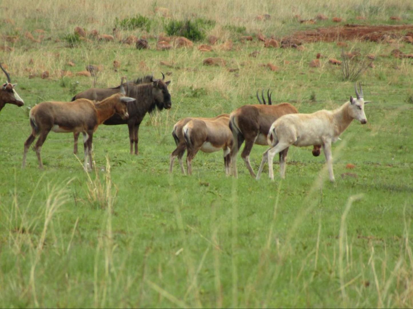 Komati Gorge Lodge, Animal