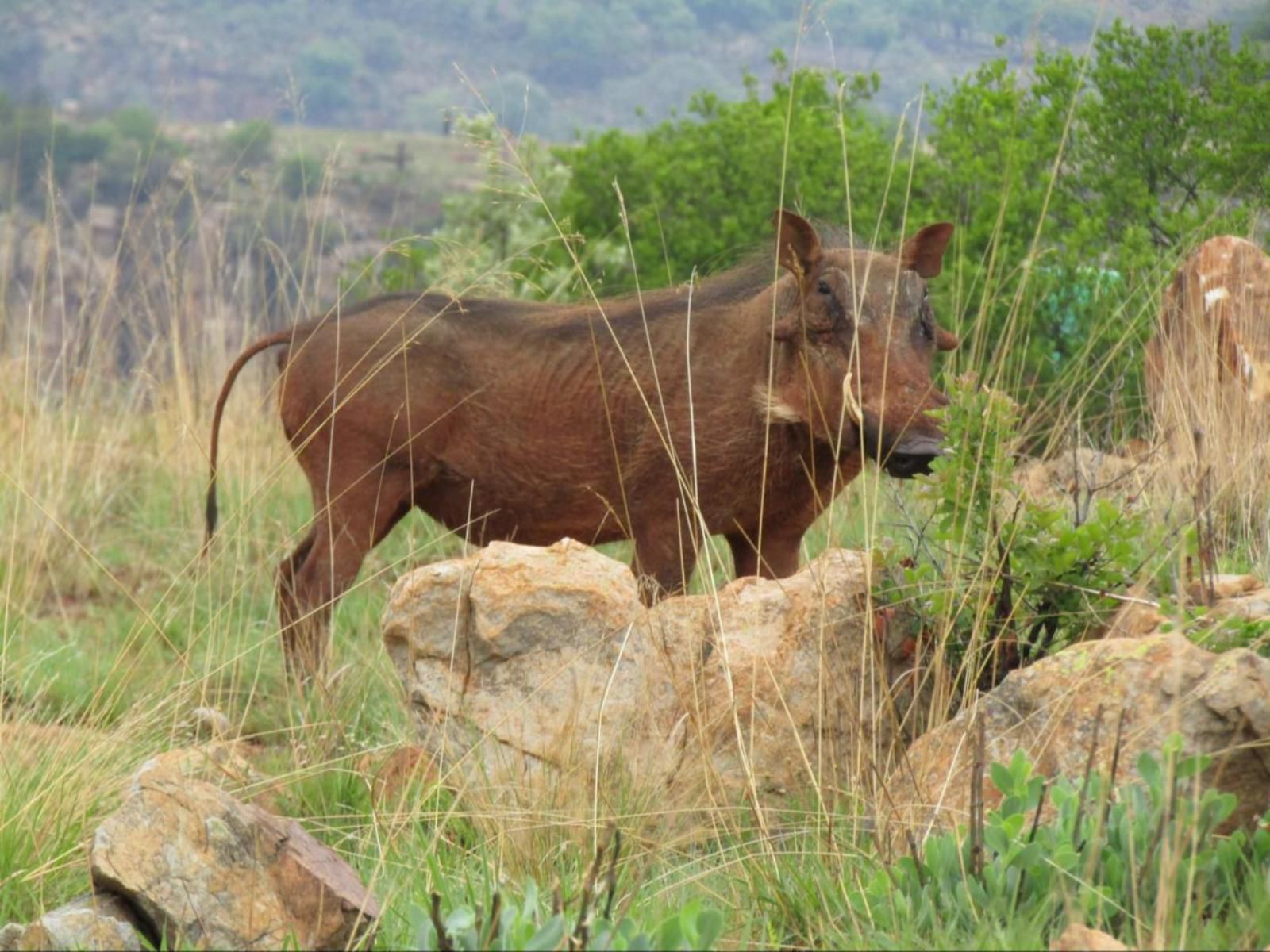 Komati Gorge Lodge, Animal