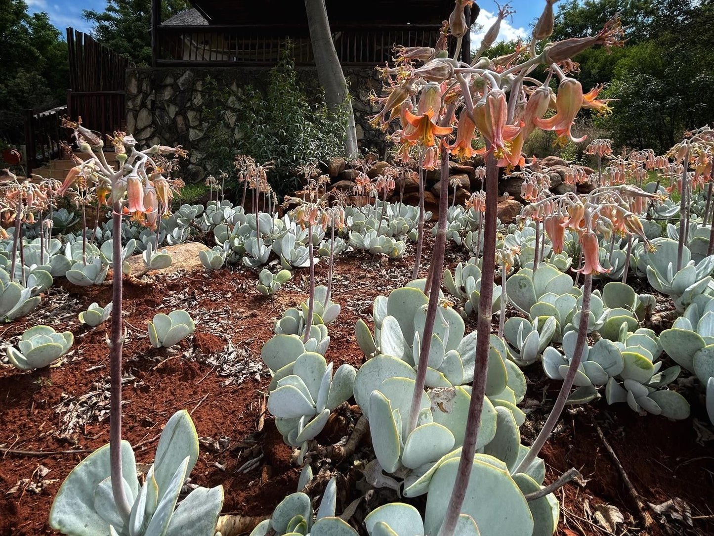 Komati Gorge Lodge, River Lodge Suites, Cactus, Plant, Nature, Garden, Vegetable, Food